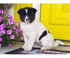 Macho Y Hembra Akita Cachorro 11 Semanas De Edad.