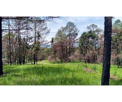 Terreno de 16.6 ha con bosque y río cerca de Donato Guerra