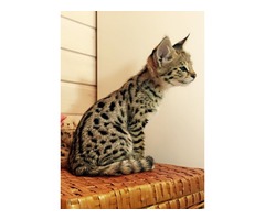 Savannah y caracal gatitos, Serval disponible