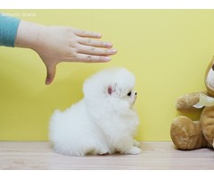 Adorables cachorros de Pomerania disponibles