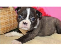 gorgeous boston tierre puppy for sale