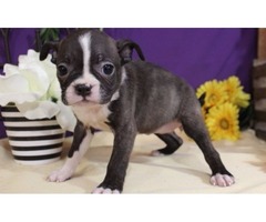 gorgeous boston tierre puppy for sale