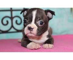 gorgeous boston tierre puppy for sale