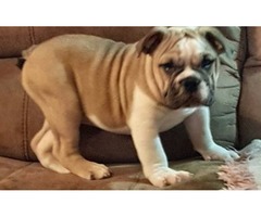 This beautiful fawn male bull dog puppy is available for sale