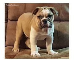 This beautiful fawn male bull dog puppy is available for sale