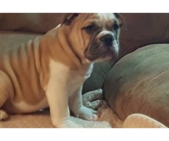 This beautiful fawn male bull dog puppy is available for sale