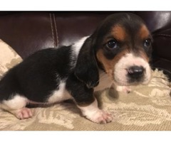 Cute Basset Hound puppies for sale