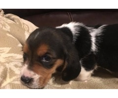 Cute Basset Hound puppies for sale