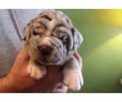 American Bandogge Mastiff puppies for sale