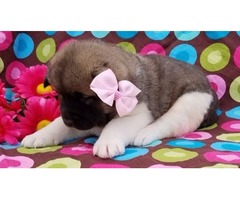 Beautiful Akita puppies for new adoption