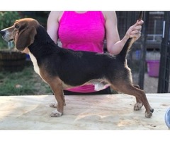 Gorgeous Beagle puppies for sale