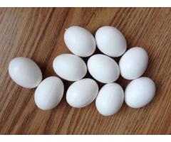 Saludable loros y loro huevos disponibles