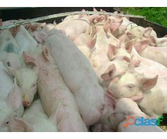 VENTA DE PUERCO EN PÍE O CANAL EN TOLUCA