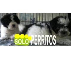 criadero solo perritos especialistas en razas pequeñas