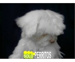 criadero solo perritos especialistas en razas pequeñas