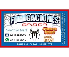 fumigaciones spider