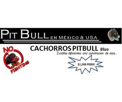 CACHORROS PITBUL BLUE