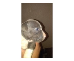 CACHORROS PITBUL BLUE