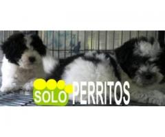 Criadero solo perritos Bichon habanero micro