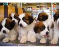 SAN BERNARDO AMIGABLES CACHORRITOS