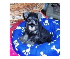 SCHNAUZER ALEGRES CACHORRITOS