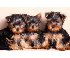 Gorgeous Teacup Yorkie Puppies Available Text us @ (804) 818-6065