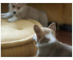 Cachorros Adorables del Corgi galés del Pembroke Marrón y Blanco