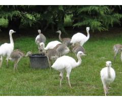 Polluelos de avestruz, Emus, polluelo de ñandú y huevos