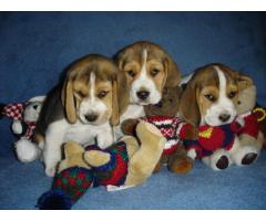 Beagles tricolores y bicolores
