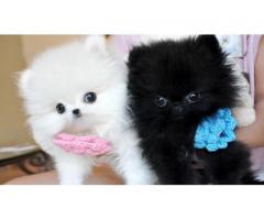 Christmas Teacup Pomeranian Puppies For Sale