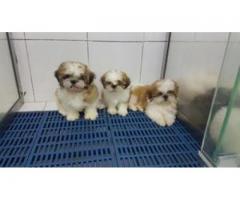 Shih tzu cachorros para su adopción