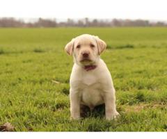 Muy hermosos y animados cachorros de labrador retriever para adopción gratuita.