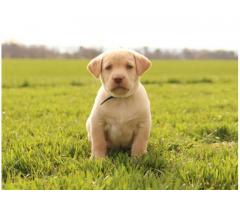 Muy hermosos y animados cachorros de labrador retriever para adopción gratuita.