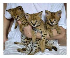 Hermosa y adorable Savannah gatitos disponibles.