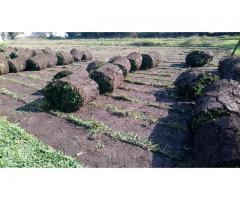 Venta y suministro de pasto en rollo Ayala, Morelos