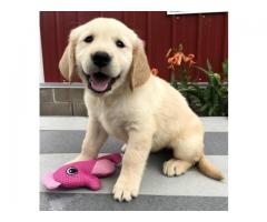 Golden Retriever puppies to sale.