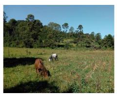 Terreno en Venta en la Huerta San Agustín Peña Blanca, a 30 minutos de Avandaro