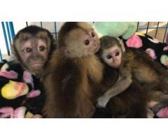 Lindo mono capuchino para adopción