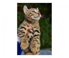 Hermosos gatitos de sabana disponibles
