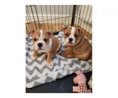 Regalo hermosos cachorros de raza Bulldog Mini