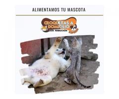 servicio de croquetas para gatos