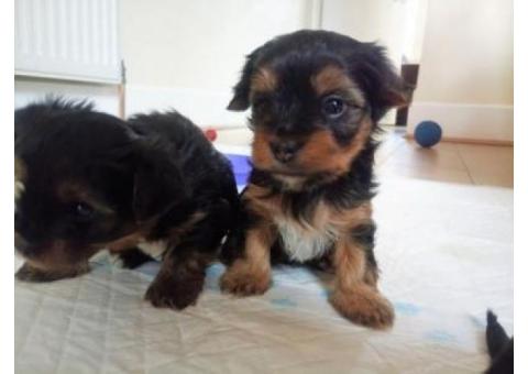 YORKIE PUPPIES AVAILABLE
