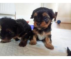 YORKIE PUPPIES AVAILABLE