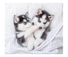 Dos cachorros de Husky para tu hogar