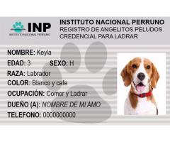 Placas para mascotas