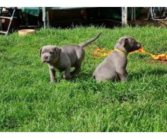 Staffordshire Bull Terrier azul reg