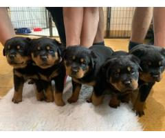 Impresionante camada de cachorros rottweiler