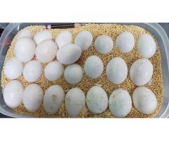 huevos de loro fértiles y loros para la venta