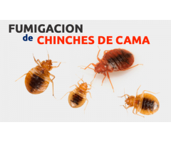 Fumigacion de Chinches en CDMX y EDOMEX