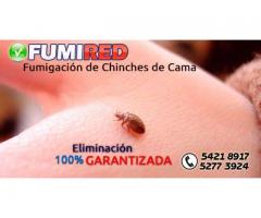 Fumigacion de Chinches en CDMX y EDOMEX